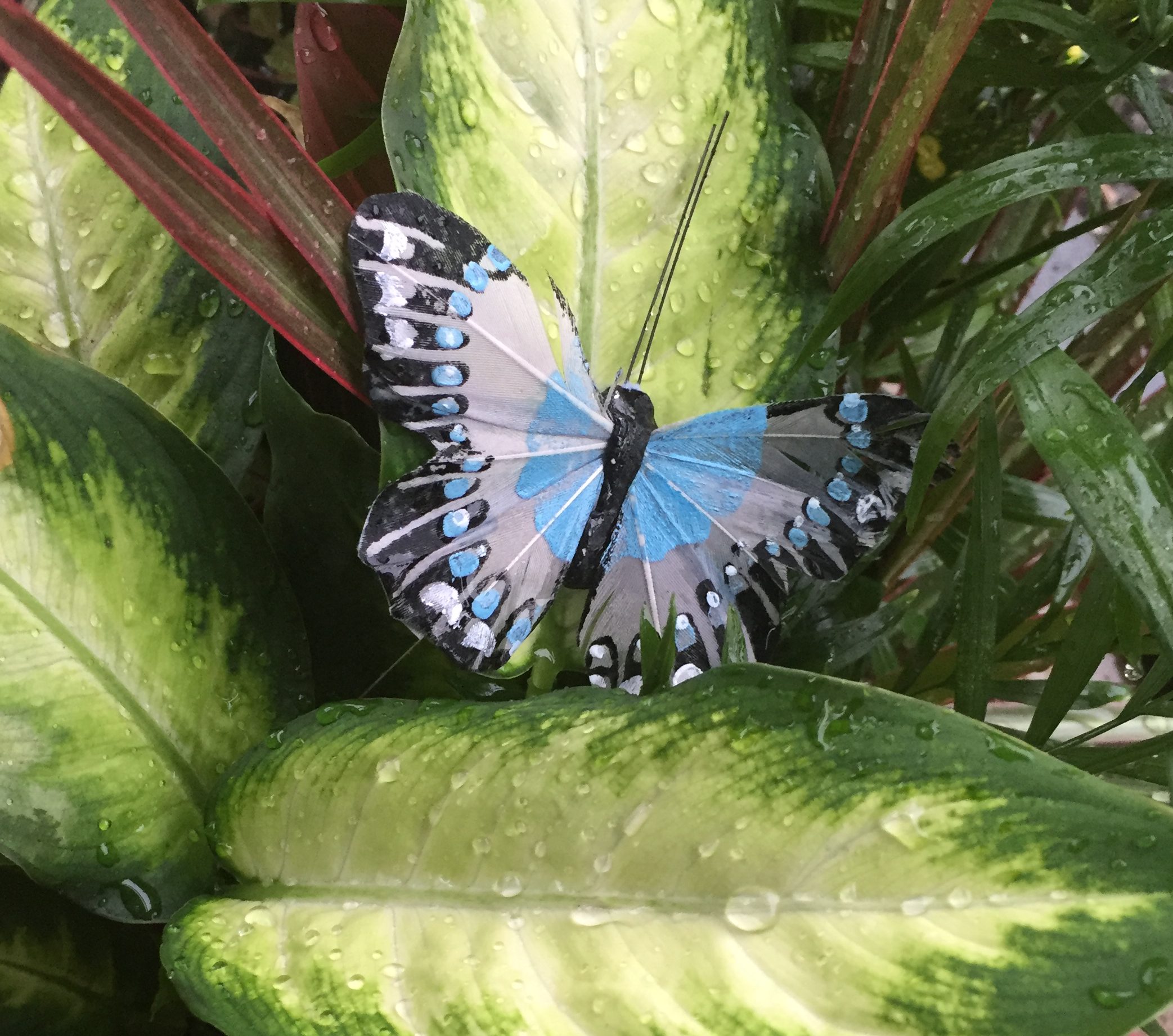 Love, Loss, and Blue Butterflies